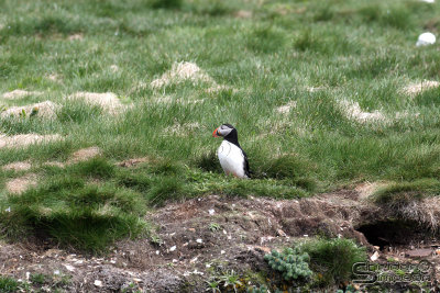 01466_nfld_d3.jpg