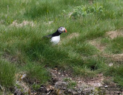 01467_nfld.jpg