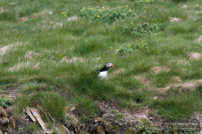 01467_nfld_d3.jpg