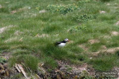01468_nfld_d3.jpg