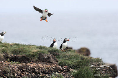 01484_nfld_d3.jpg