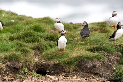01488_nfld_d3.jpg