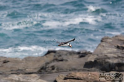 01541_nfld_d3.jpg