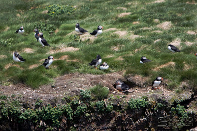 01680_nfld_d3.jpg