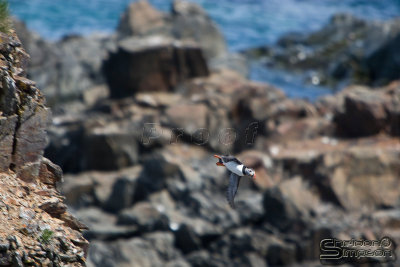01684_nfld_d3-2.jpg