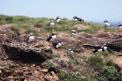 01705_nfld_d3.jpg