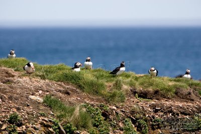 01714_nfld_d3-2.jpg