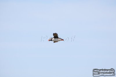 01728_nfld_d3.jpg