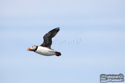 01742_nfld_d3.jpg