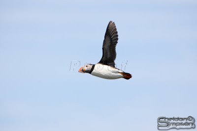 01744_nfld_d3.jpg