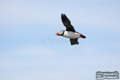 01747_nfld_d3.jpg