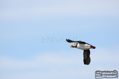 01751_nfld_d3.jpg