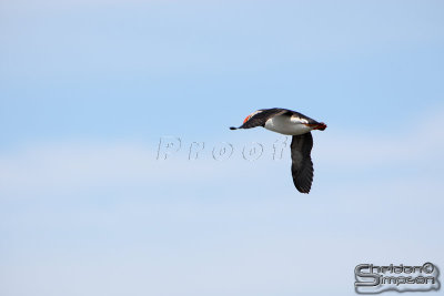 01753_nfld_d3.jpg