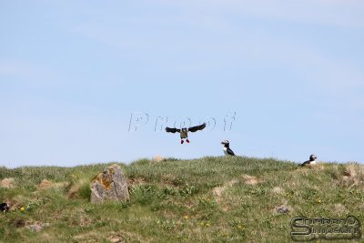 01759_nfld_d3.jpg
