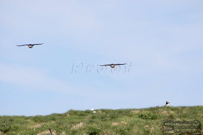 01762_nfld_d3.jpg