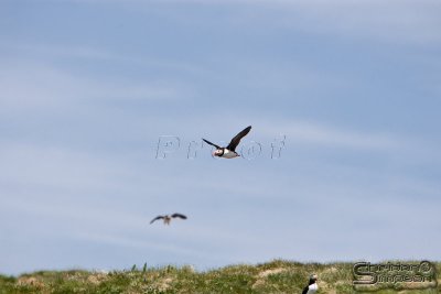01763_nfld_d3-2.jpg