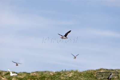 01764_nfld_d3-2.jpg