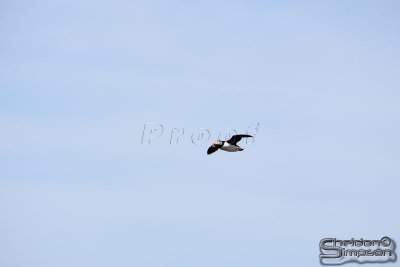 01765_nfld_d3.jpg