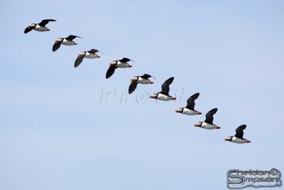01765_nfld_series.jpg