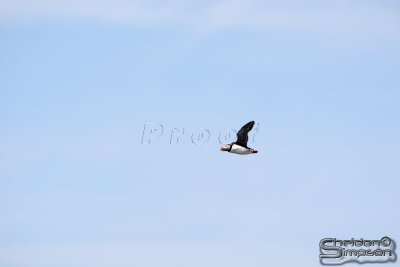 01770_nfld_d3.jpg