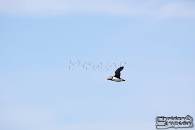 01771_nfld_d3.jpg