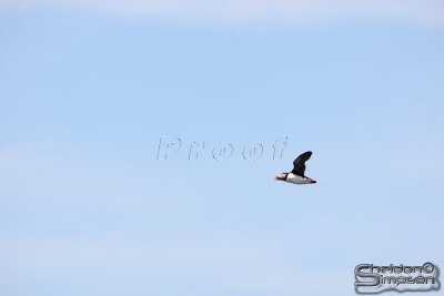 01772_nfld_d3.jpg