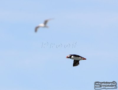 01774_nfld_.jpg