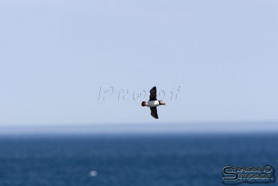 01808_nfld_d3.jpg
