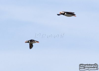 01816_nfld_.jpg