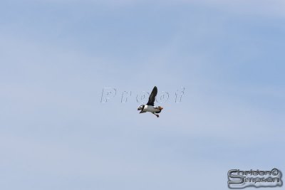 01820_nfld_d3.jpg
