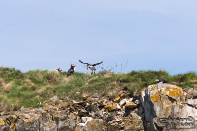 01835_nfld_d3.jpg