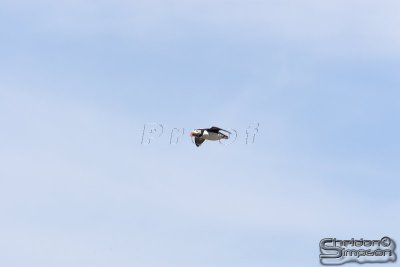 01841_nfld_d3.jpg