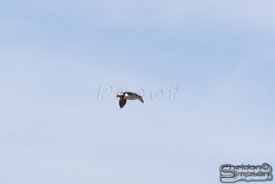 01842_nfld_d3.jpg