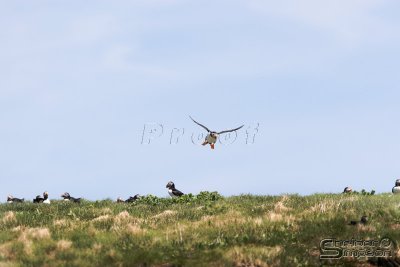 01843_nfld_d3.jpg