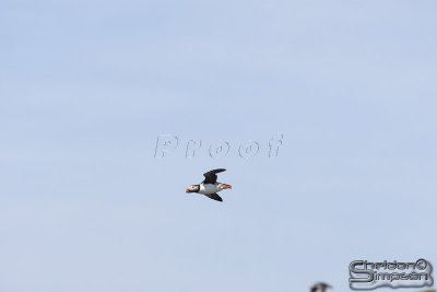 01845_nfld_d3.jpg