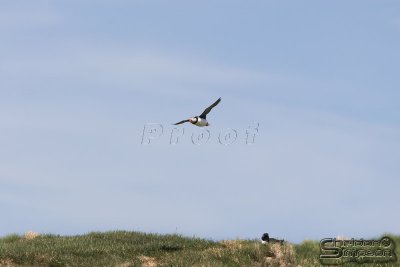 01849_nfld_d3.jpg