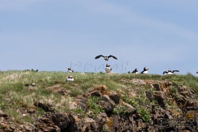 01851_nfld_d3.jpg