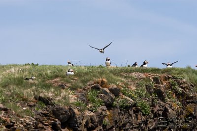 01852_nfld_d3.jpg
