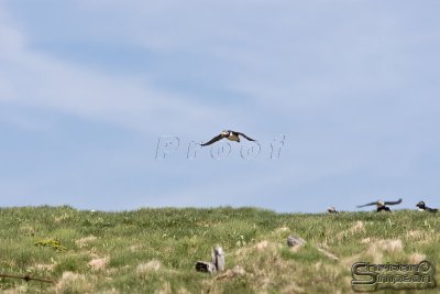 01855_nfld_d3.jpg