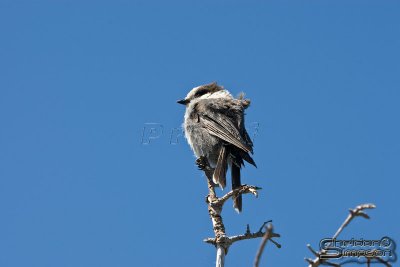 02110_nfld_d3.jpg