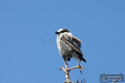 02113_nfld_d3.jpg
