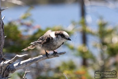 02122_nfld_d3.jpg