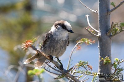 02128_nfld_d3.jpg