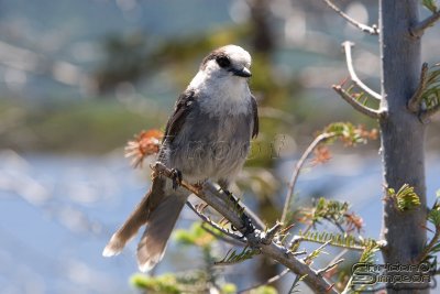 02131_nfld_d3.jpg