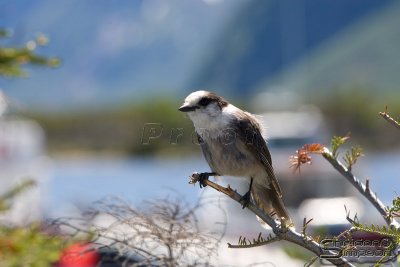 02134_nfld_d3.jpg