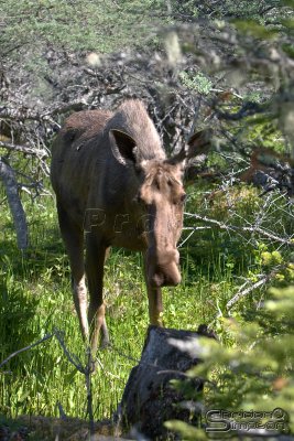 02558_nfld_d3.jpg