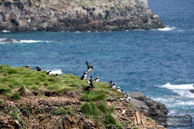 03618_nfld_ds.jpg