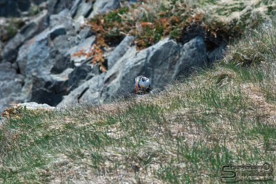 03623_nfld_ds.jpg