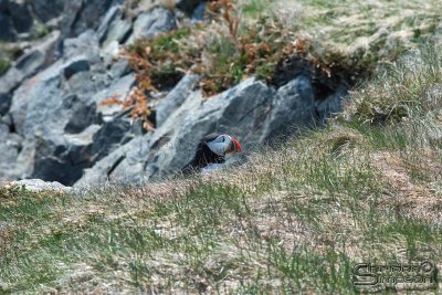 03624_nfld_ds.jpg