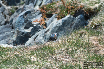 03625_nfld_ds.jpg